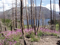 Photo of the Big Fish Wildland Fire Use Incident