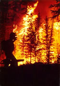 Photo of the Emerald Lake wildfire in 1980