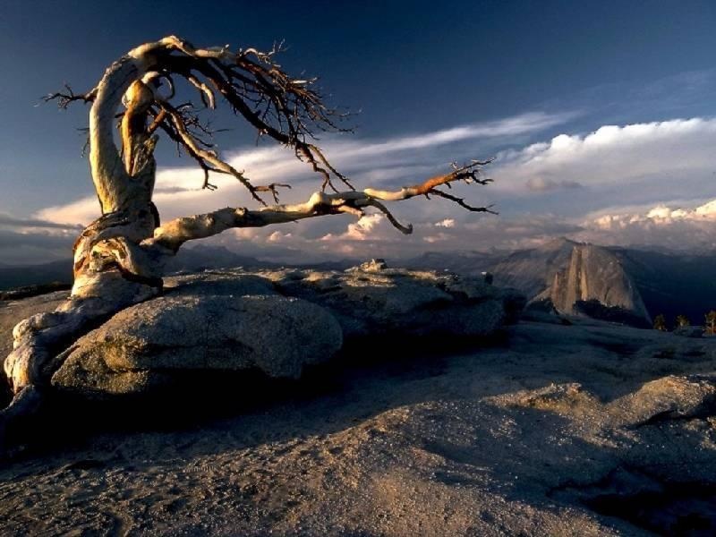 Tree on Rock