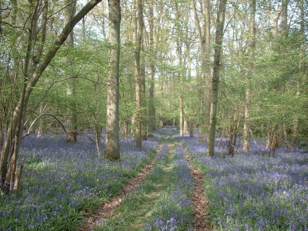 Path through the Woods