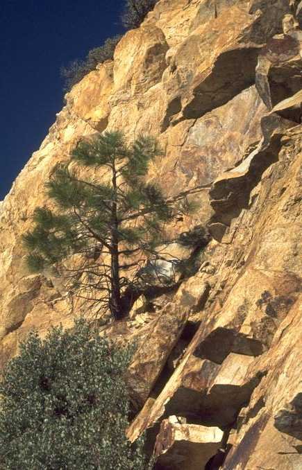 Tree on a rock