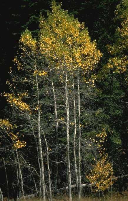 Aspens