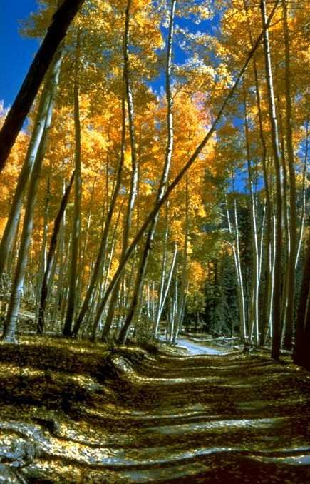 Aspen Forest