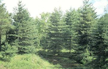 Pine Forest