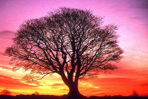 Tree at Sunset
