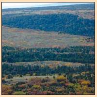 Treated Landscape