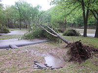 (image) Tree uprooted across pavement