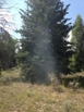 photo of the Riverbottom Fire smoking at the base of a conifer