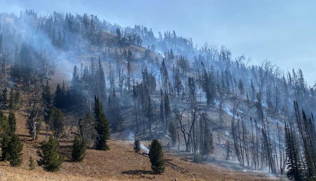 "Tree covered hillside recently burnt and smoky"