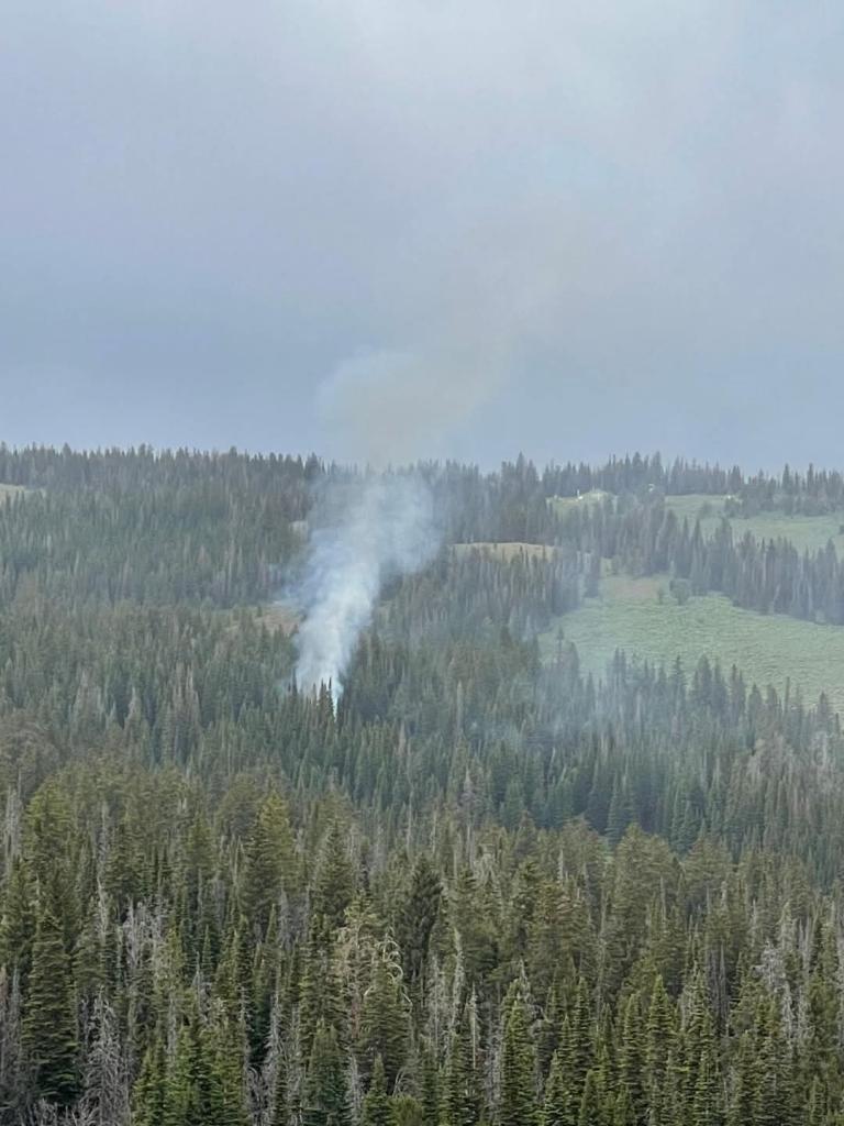Column of white smoke in heavy stand of pine trees.