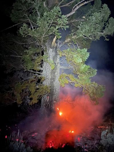 Douglas fir with a history of lightning scars.