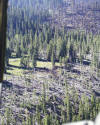 Area of blowdown after Mad Creek fire